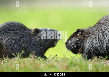 Close-up of a Muskrat (Ondatra zibethicus) on dry land Stock Photo ...