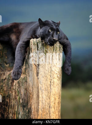 Young black leopard sitting on a tree trunk in the background of Savannah Stock Photo