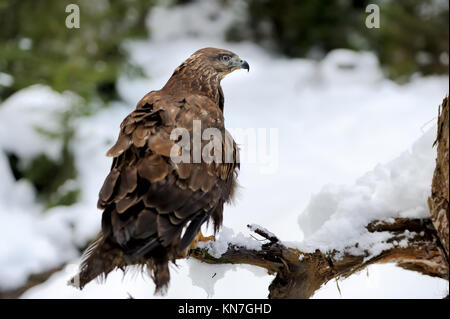 Hawk on a branch in winter mountain Stock Photo