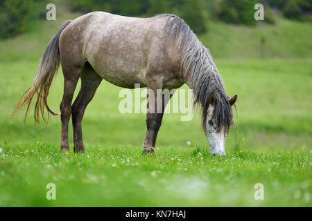 Gray horse on the pasture in spring time Stock Photo
