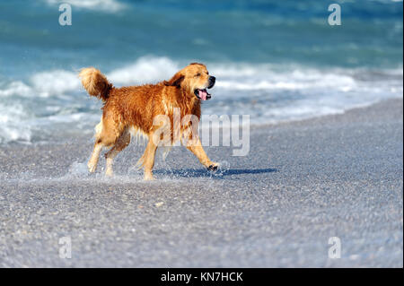 Young golden retriever running on the beach Stock Photo