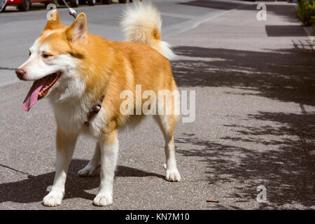 Icelandic Sheepdog Typical Home Pet Walking Around Daytime Stroll Park Happy Tongue Cute Pretty Animal Stock Photo