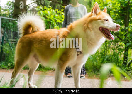 Icelandic Sheepdog Typical Home Pet Walking Around Daytime Stroll Park Happy Tongue Cute Pretty Animal Stock Photo