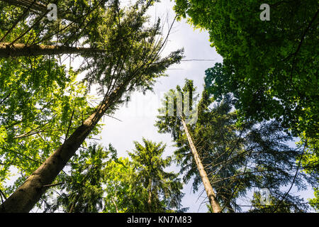 Wood Tree Trunks Dense Sky Daytime Warm Green Inside Forest Green Summer Stock Photo