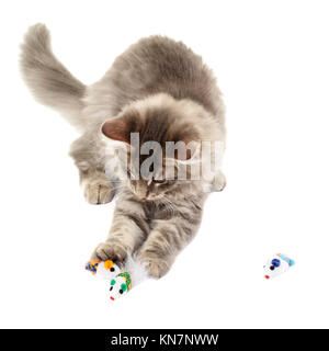 Norwegian Forest Cat kitten playing with cat toy isolated on white background  Model Release: No.  Property Release: No. Stock Photo