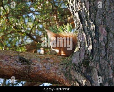 Eurasian red squirrel (Sciurus vulgaris) sitting beneath outspread tail in bright sunshine on Scots Pine (Pinus  sylvestris) in Cumbria, England UK Stock Photo