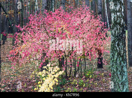 Autumn landscape: large shrub of the spindle tree with bright pink ...