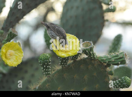 A female common cactus finch (Geospiza scandens) feeding with its head buried in an Opuntia or prickly pear (Opuntia megasperma) flower. Puerto Baquer Stock Photo