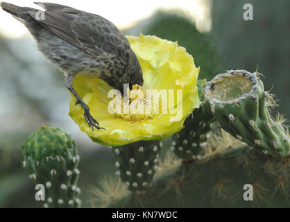 A female common cactus finch (Geospiza scandens) feeding with its head buried in an Opuntia or prickly pear (Opuntia megasperma) flower. Puerto Baquer Stock Photo