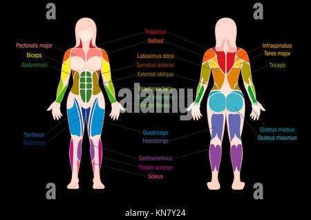 Muscle chart with most important muscles of the female body - colored anterior and posterior view - labeled illustration on black back Stock Photo