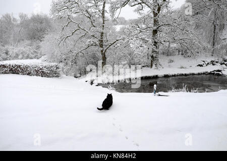 A black Norwegian Forest cat ventures out of the house to drink from a frozen icy pond outside in the cold after the first heavy snow arrives on 10 December 2017 in rural Carmarthenshire Wales UK    KATHY DEWITT Stock Photo
