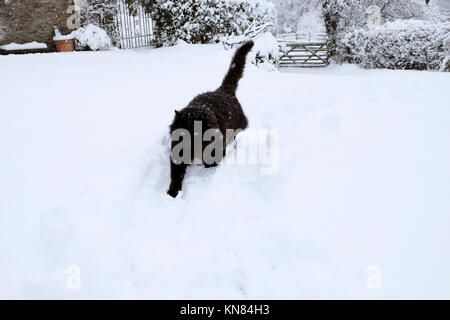 A black Norwegian Forest cat ventures outside in the cold after the first heavy snow arrives on 10 December 2017 in rural Carmarthenshire Wales UK    KATHY DEWITT Stock Photo