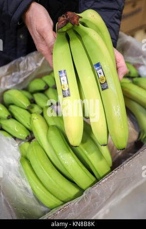 Stefan Worm, leader of Edeka Fruchtkontor Nord, presents ripened bananas in a ripening chamber from the new banana ripening store of the provision merchant in Borna, Germany, 15 November 2017. The green fruit ripens here under supervision for several days before they hit the shelves. The banana is a decisive economic factor: about 10 percent of Edeka's fruit and vegetable sales revenues is generated through bananas and pineapples. The banana is Germany's second favourite fruit after apples. The average German household buys an average of 16.64 kilograms of bananas according to the consumer res Stock Photo