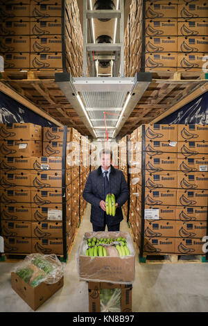 Stefan Worm, leader of Edeka Fruchtkontor Nord, presents ripened bananas in a ripening chamber from the new banana ripening store of the provision merchant in Borna, Germany, 15 November 2017. The green fruit ripens here under supervision for several days before they hit the shelves. The banana is a decisive economic factor: about 10 percent of Edeka's fruit and vegetable sales revenues is generated through bananas and pineapples. The banana is Germany's second favourite fruit after apples. The average German household buys an average of 16.64 kilograms of bananas according to the consumer res Stock Photo