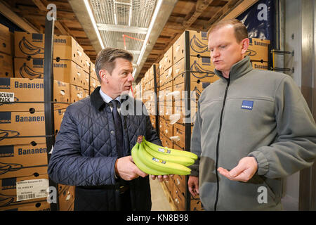 Stefan Worm (L), leader of Edeka Fruchtkontor Nord, talks to fruit ripening master Patrick Muenzner about the state of maturity of bananas in a ripening chamber from the new banana ripening store of the provision merchant in Borna, Germany, 15 November 2017. The green fruit ripens here under supervision for several days before they hit the shelves. The banana is a decisive economic factor: about 10 percent of Edeka's fruit and vegetable sales revenues is generated through bananas and pineapples. The banana is Germany's second favourite fruit after apples. The average German household buys an a Stock Photo