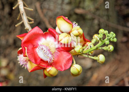 Cannonball tree flower, botanical garden, Mahe, Seychelles Stock Photo