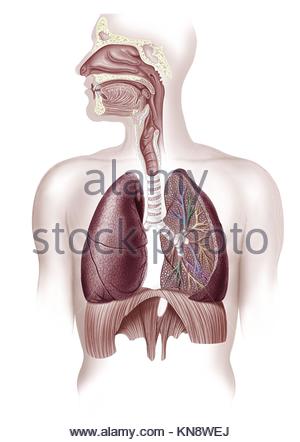 Parts of a lung on white background illustration Stock Vector Art ...