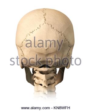 Very Detailed And Scientifically Correct Human Skull. Side View, On 