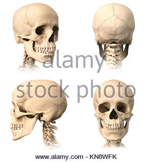 Very Detailed And Scientifically Correct Human Skull Side View On Stock Photo Alamy