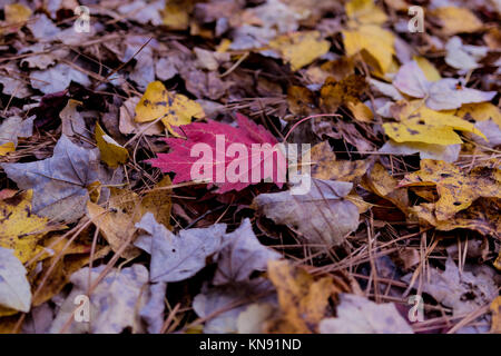 Red maple leaf lays among fallen yellow, brown maple leaves and pine straw on the ground in the autumn Stock Photo