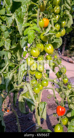 Tomato plant with red and green tomatos Stock Photo - Alamy