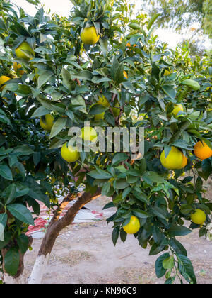 Greek oranges growing on a tree. Stock Photo