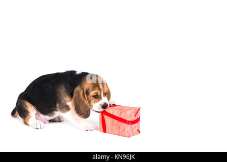 Cute beagle puppy is playing with Christmas present in pink box and with red tape. On white background. No people. Stock Photo