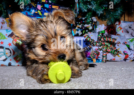 Chaulkie a cross between a Yorkshire terrier and Chihuahua Dog playing under a Christmas tree Stock Photo