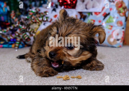 Chaulkie a cross between a Yorkshire terrier and Chihuahua Dog playing under a Christmas tree Stock Photo