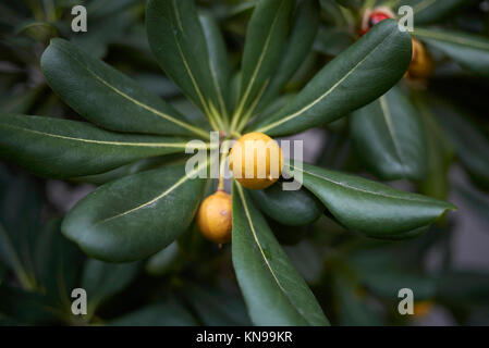 Pittosporum tobira fruits Stock Photo