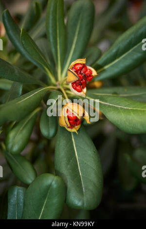 Pittosporum tobira fruits Stock Photo