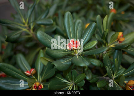 Pittosporum tobira fruits Stock Photo