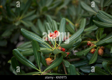 Pittosporum tobira fruits Stock Photo