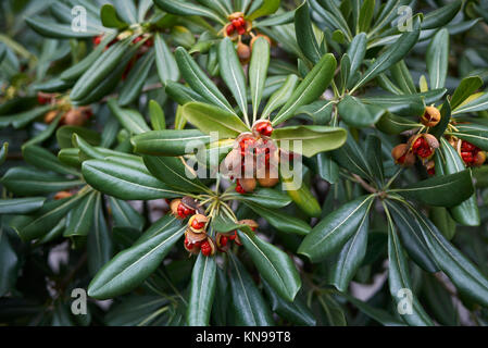 Pittosporum tobira fruits Stock Photo