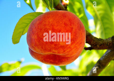 peach fruit tree Stock Photo