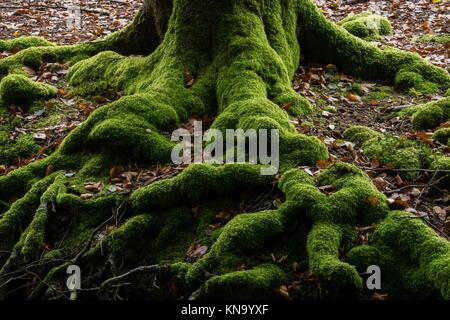Moss covered tree roots, Otzarreta Beech Forest, Fagus Sylvatica, Gorbeia ,Natural Park , Alava and Vizcaya provinces, Euzkadi, Spain.