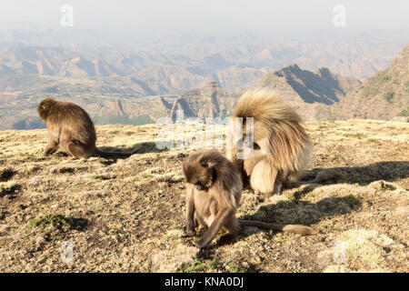 one gelada baboon and two young ones on the cliffs of debre libanos Stock Photo