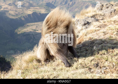 A gelada baboon on the edge of the cliffs of debre libanos with a funny haircut due to a strong wind Stock Photo