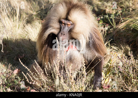 a baboon gelada resting in the grass in the cliffs of debre libanos Stock Photo