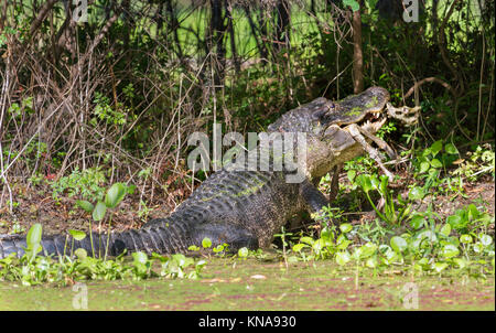 American alligator at Brazos Bend State Park eating  remains of  a deer Stock Photo