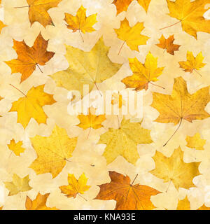 Seamless pattern with dry autumn leaves. Background of maple orange pressed leaves. Stock Photo