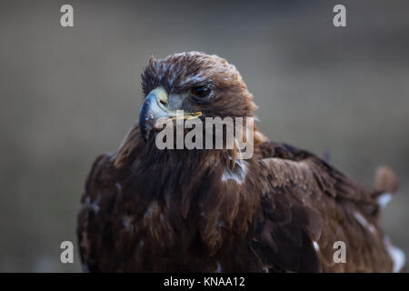 Golden eagle, closeup in the steppes of Mongolia. Stock Photo