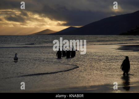 Group of Gentoo Penguins (Pygoscelis papua) heading to sea as dawn breaks over the beach at The Neck on Saunders Island in the Falkland Islands. Stock Photo