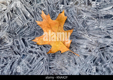 Fallen oak leaf on ice, Ledges State Park, Iowa, USA. Stock Photo