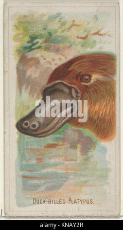 Duck-Billed Platypus, from the Wild Animals of the World series (N25) for Allen & Ginter Cigarettes MET DP836481 409840 Stock Photo