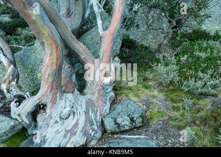 Snow Gum trees (Eucalyptus pauciflora) at Charlotte Pass in Kosciuszko National Park in the Snowy Mountains in southern New South Wales, Australia Stock Photo