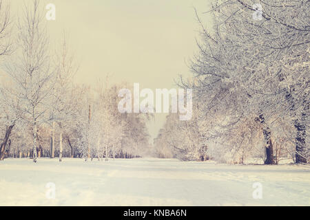 WInter tree alley. Beautiful winter landscape city Park. Trees under the snow. Frost on the trees.. Stock Photo