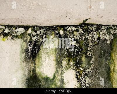 Old wall paint peel caused by the water from the roof.Green lichen sticking on the wall Stock Photo