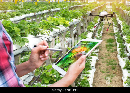Smart agriculture , precision farming concept. Farmer using drone and NIR images application screen used to check health maps for alert disease vegeta Stock Photo