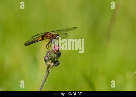 Resting Dot-tailed Whiteface dragonfly (Leucorrhinia intacta) Female, Greater Sudbury, Ontario, Canada.